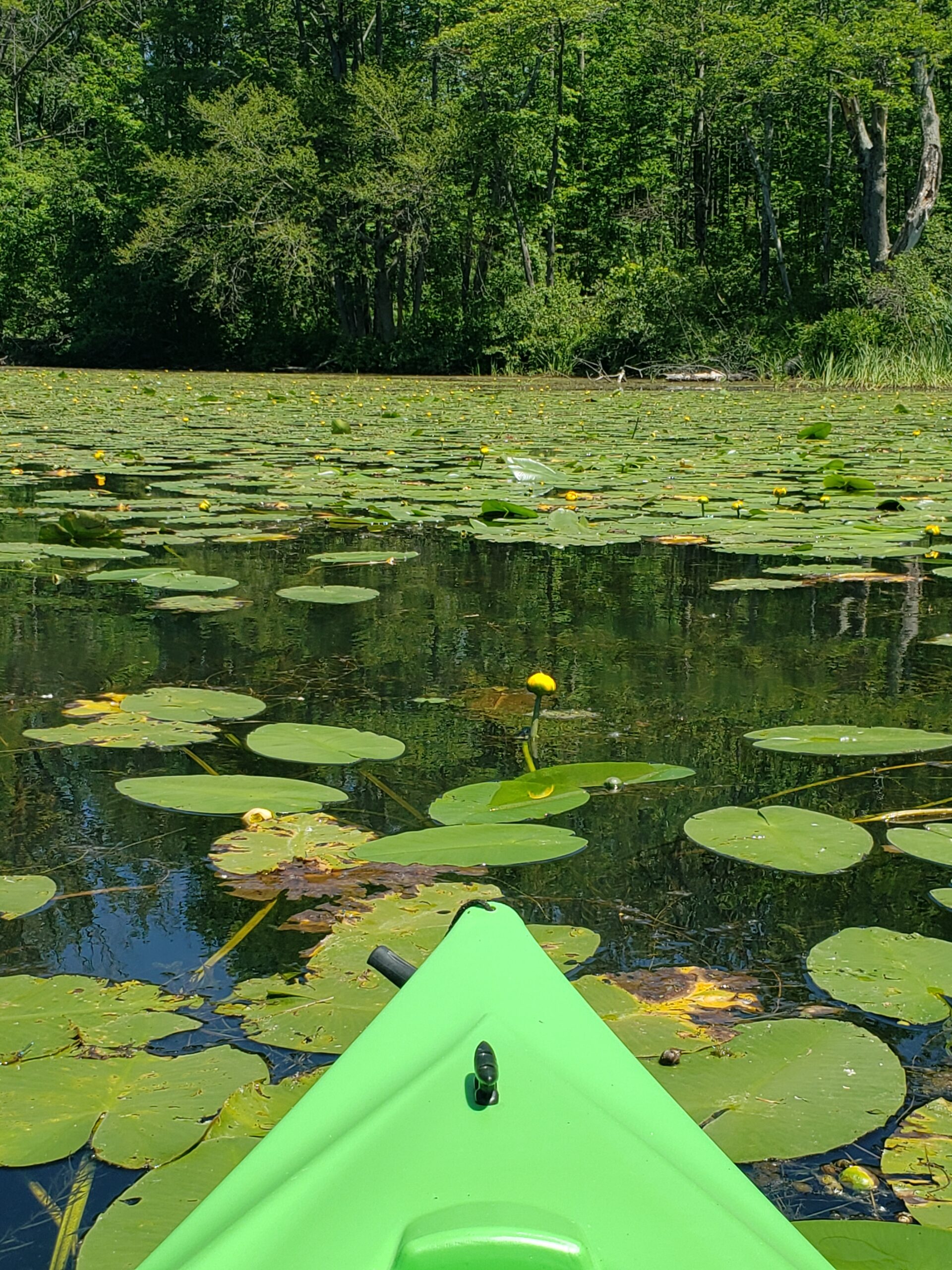 kayaking through lily pads