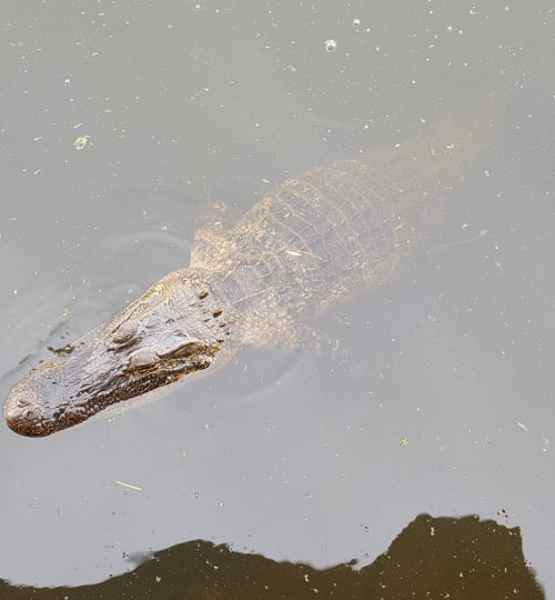 Alligator while fishing in Florida