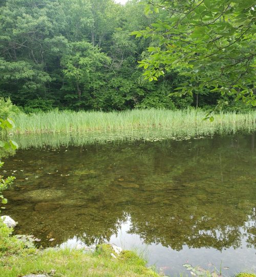 Berry Pond in Pittsfield