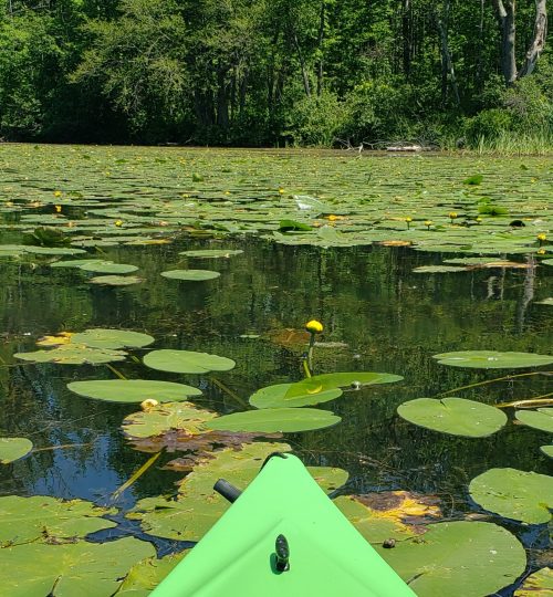 kayaking through lily pads