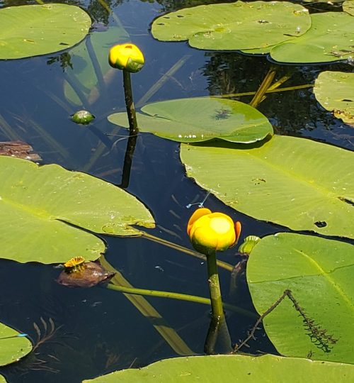 Lily Pads