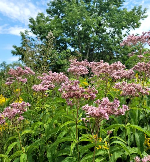 Field near the Battenkill River