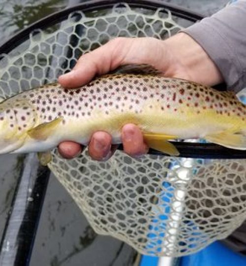 Nice brown trout