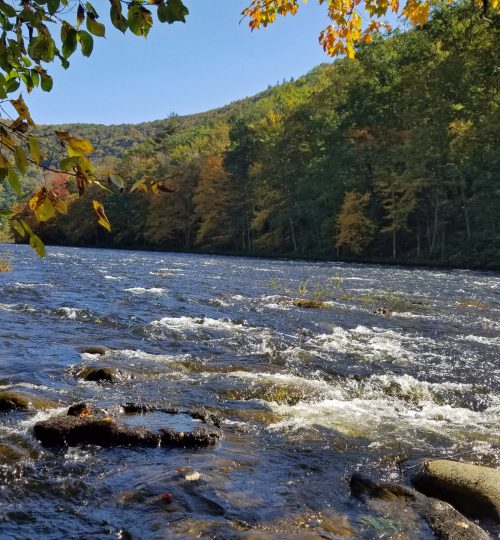 Deer field river in the fall